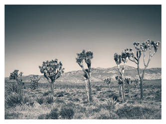 Joshua Tree