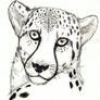 Cheetah AT