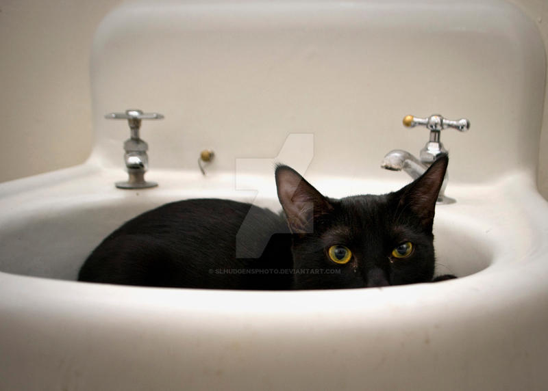 mokie in sink