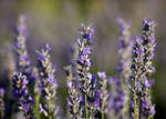 lavender one by SLHudgensPhoto