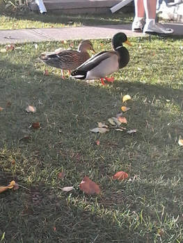 Quack, Quack!!! 