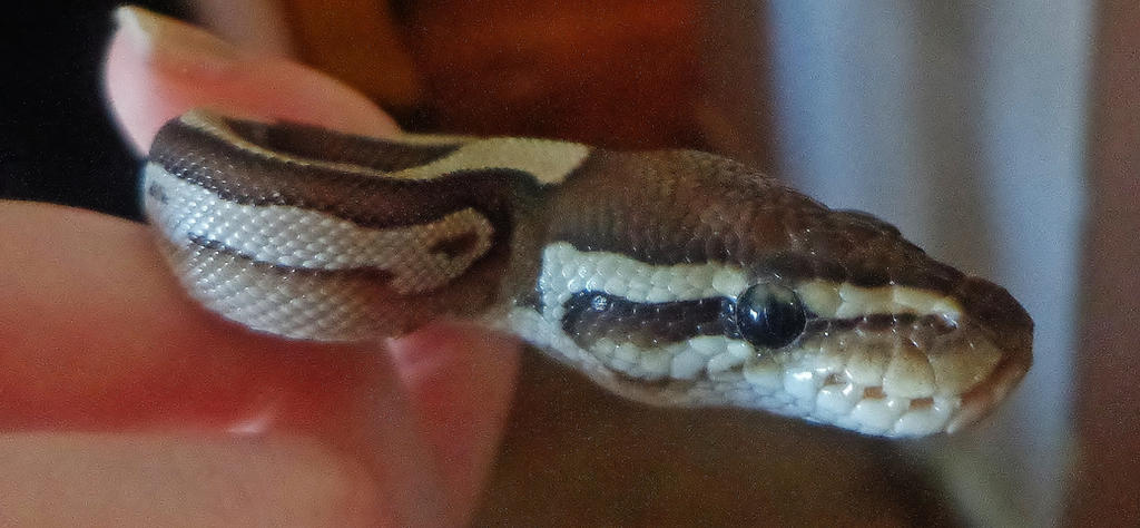 Ball Python Head by dogatemymanuscript on DeviantArt