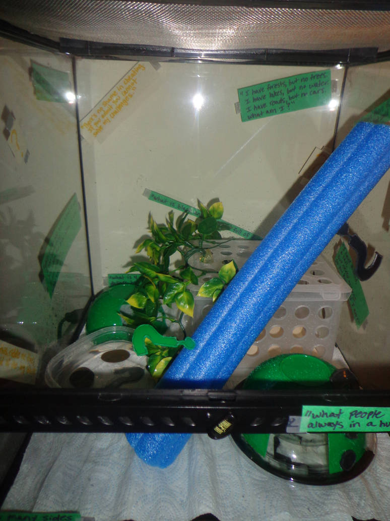 Terrariums Riddles Terrarium - Riddle me Mad Rephrase by dogatemymanuscript on DeviantArt