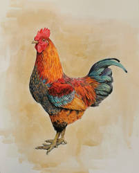 Rooster