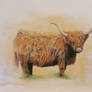 Highland Cow