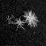 + S n o w + by Rosse-San