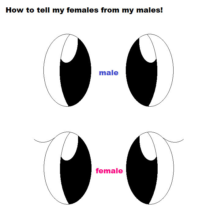 Male VS Female: Eye Differences by xXSoft-SilenceXx on DeviantArt