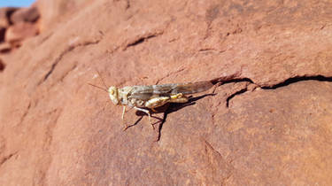 Pallid-winged grasshopper