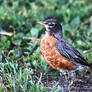 Young Robin