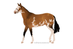 Horse Adopt - Buckskin Sabino