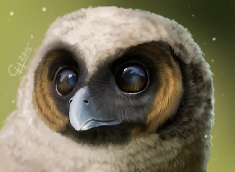 Cute Rowl cute owl by Scyrina on DeviantArt