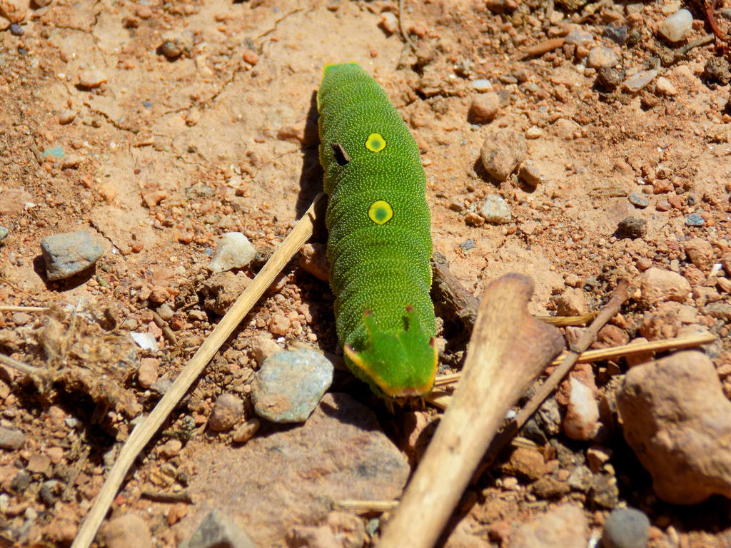 Oruga by DavxakRock on DeviantArt