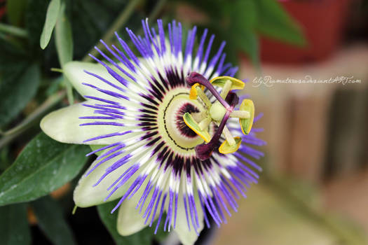 Passion-fruit flower