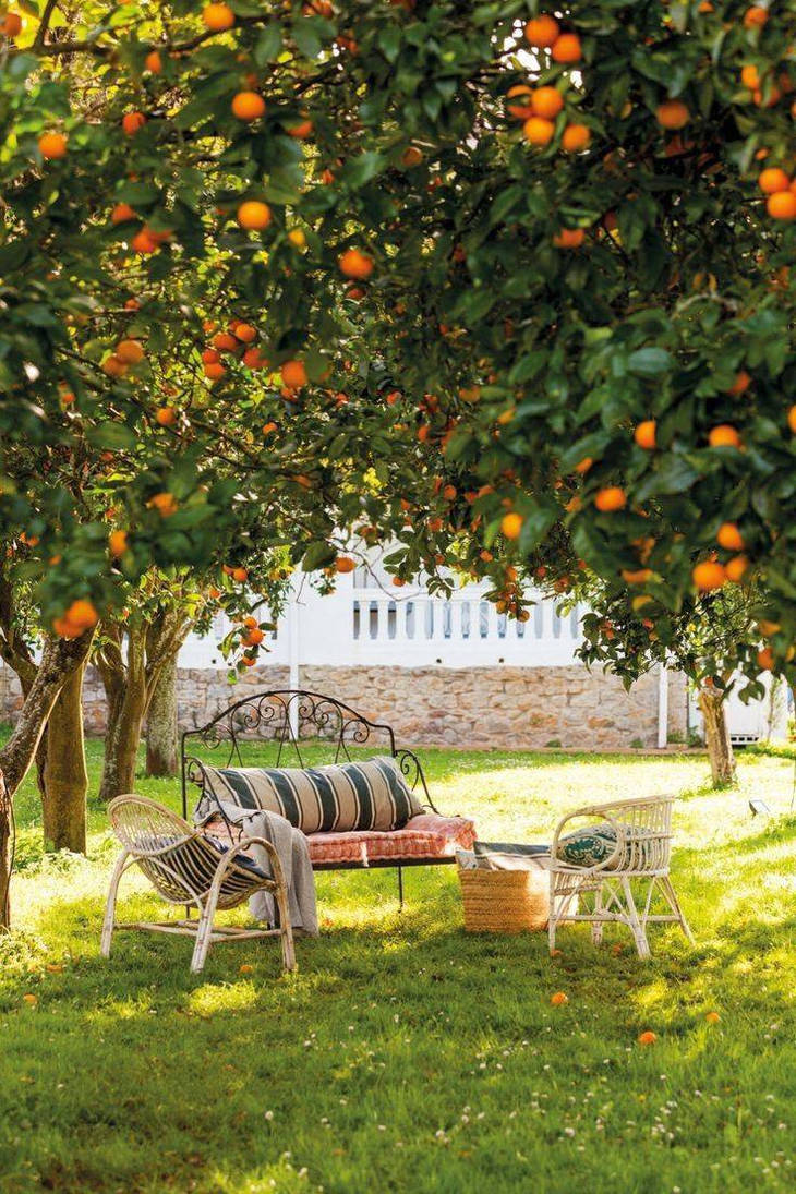 Фруктовая дачи. Цитрусовый сад виллы Кастелло. Апельсиновые Рощи в Испании. Фруктовые деревья для сада. Красивый сад с фруктовыми деревьями.