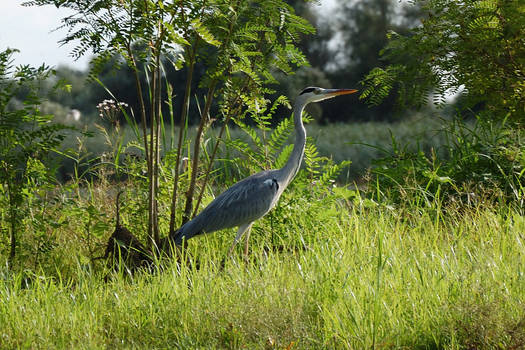 Grey heron