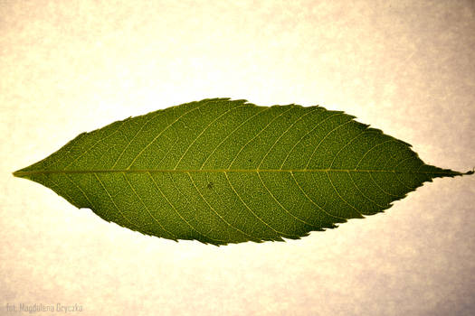 Leaf