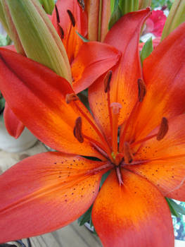 Sunburst Lily