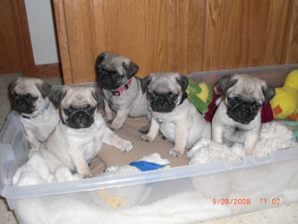 Pug Puppies