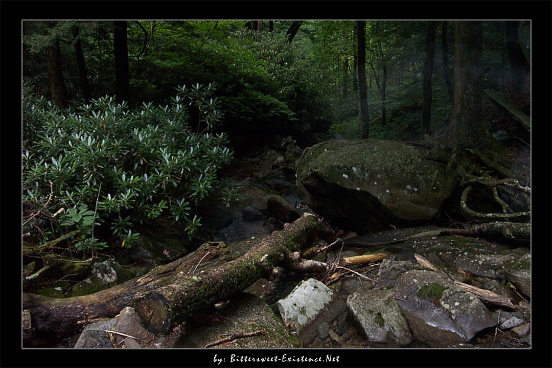 Smoky Mtns. - Misty Mountain