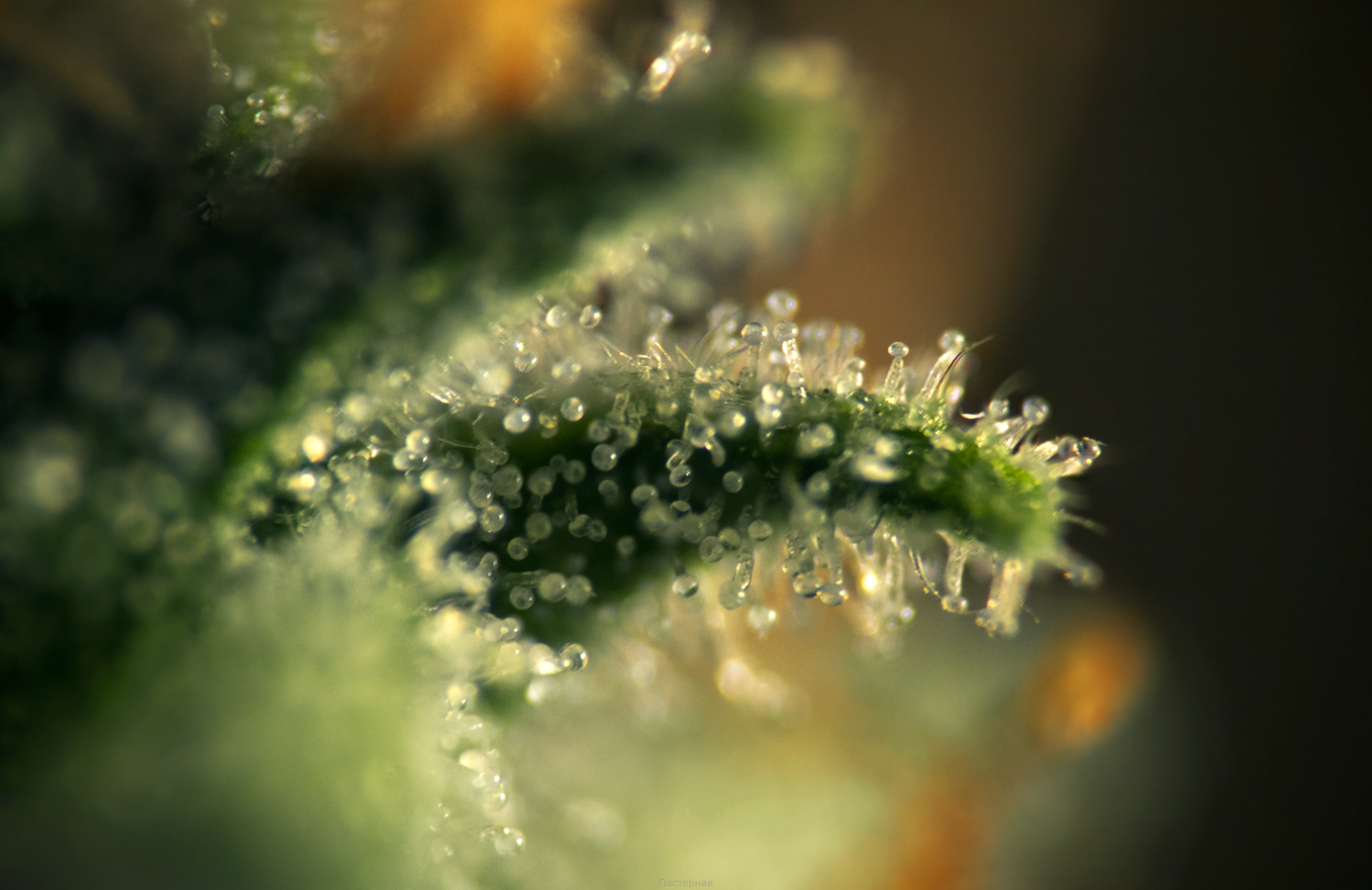 Macro Trichome 01