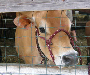 Chester Fair- Cow2