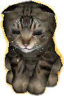 Basic Cat by WarCatSimulator2015 on DeviantArt