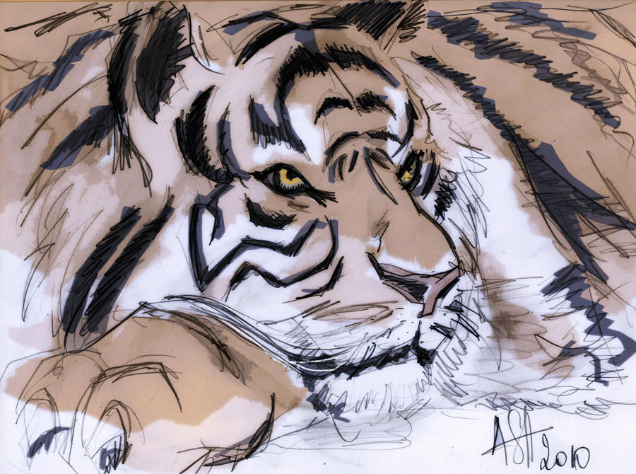 tiger resting