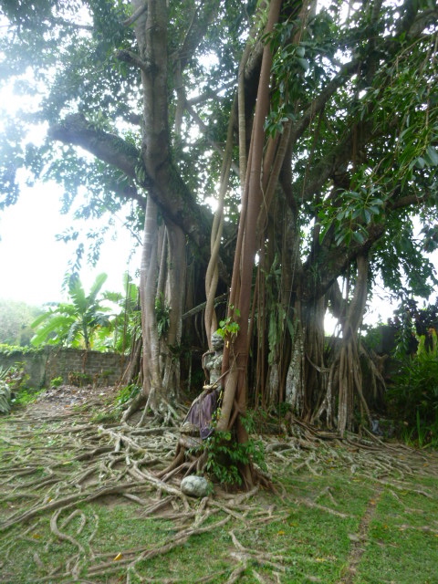 Banyan Tree 6