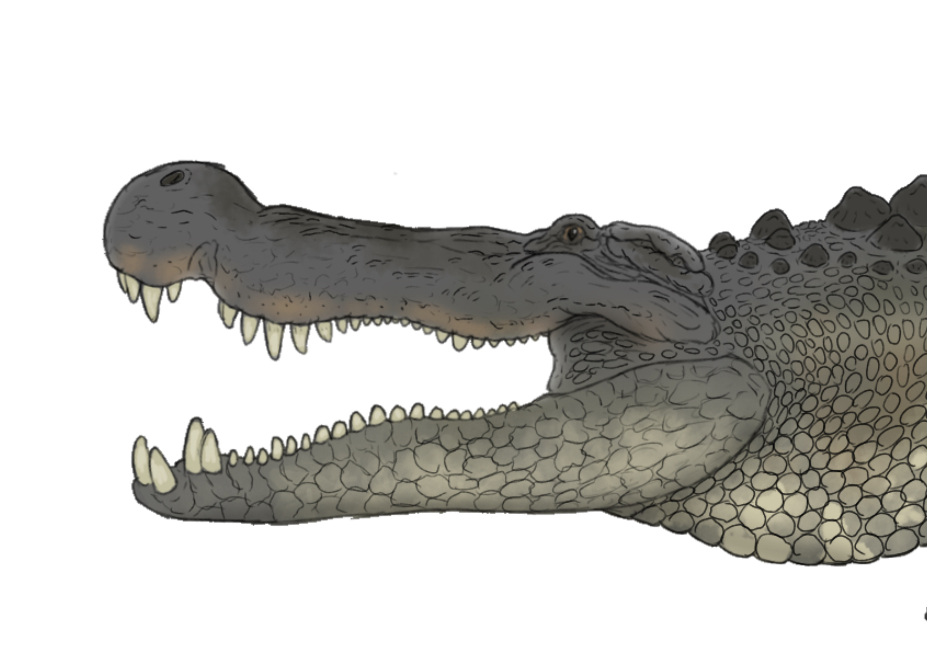 Deinosuchus: The King Of The Crocodilians 