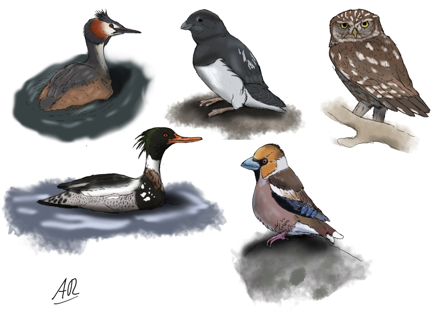 Array of birds by Sobek1926 on DeviantArt