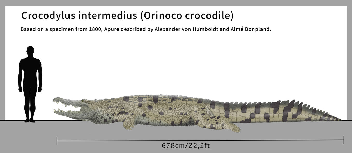 tale_of_the_orinoco_crocodile_by_sobek1926_dfnutil-pre.jpg