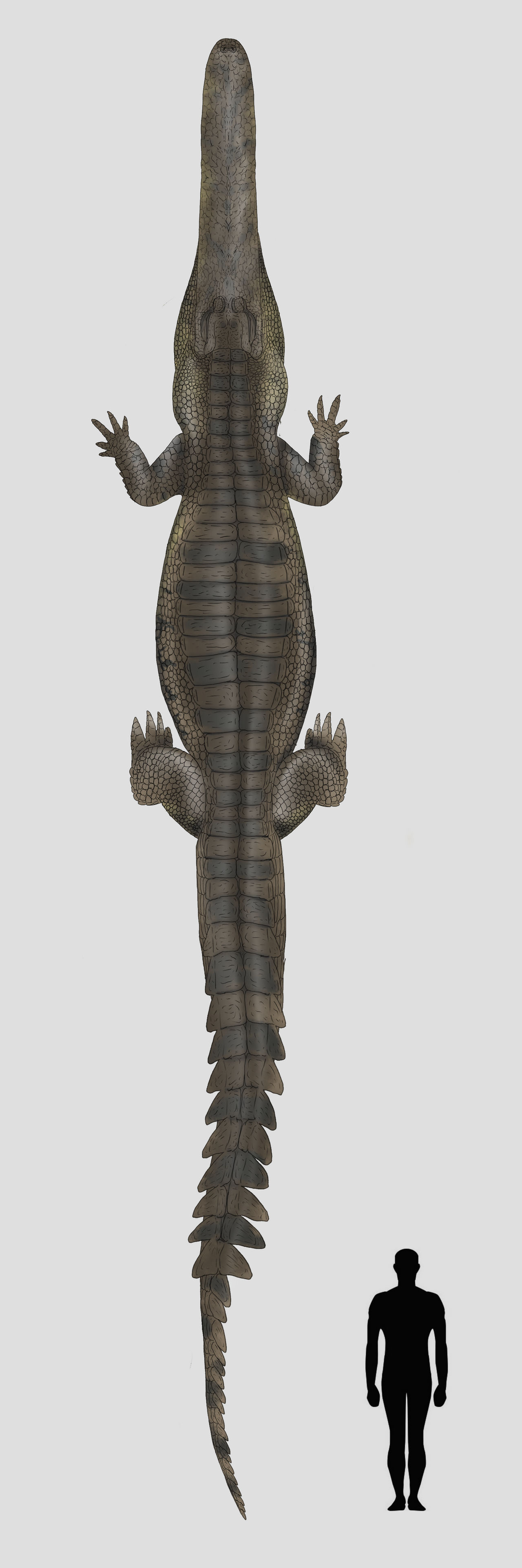 Stomatosuchus Inermis By Sobek1926 On DeviantArt stomatosuchus-inermis-by-sobek1926-on-deviantart
