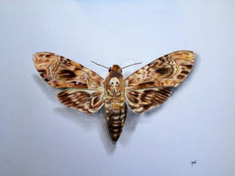 Hawks Death Head Moth