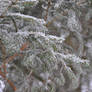 winter fir needle