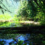 reflective pond