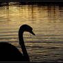 Evening Swan