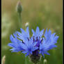 Centaurea cyanus