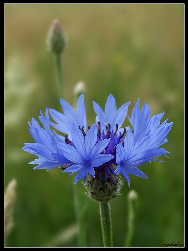 Centaurea cyanus