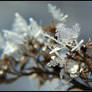 Winter Macro World.