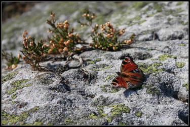 Autumn Butterfly