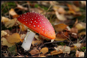 Red Beauty