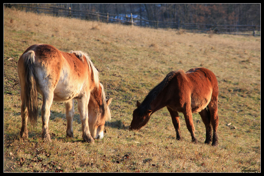 Autumn On Pasture