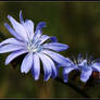 Blue Flowers