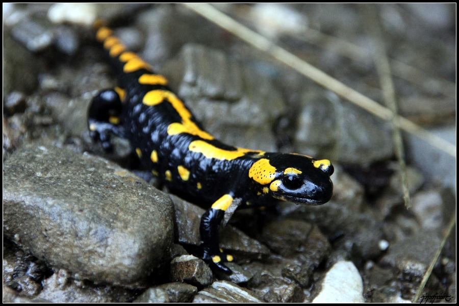 Salamandra