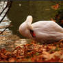 Swan in Fallen Leaves