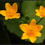 Marsh-marigold