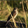 Water pipit