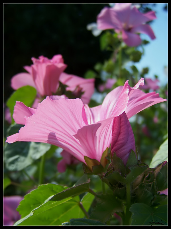 Pink flower...