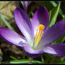 Crocus