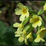 Primula